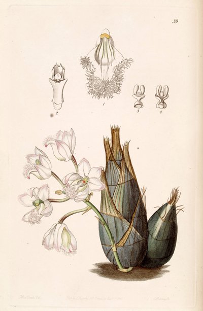 Clowesia rosea von Miss Drake